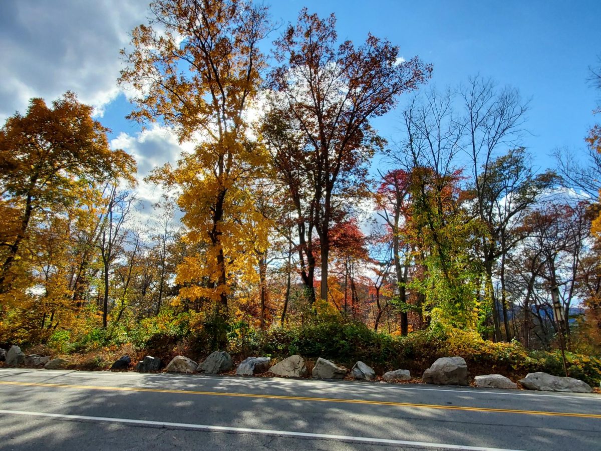 The beautiful fall trees from when I went to New York during fall break.
