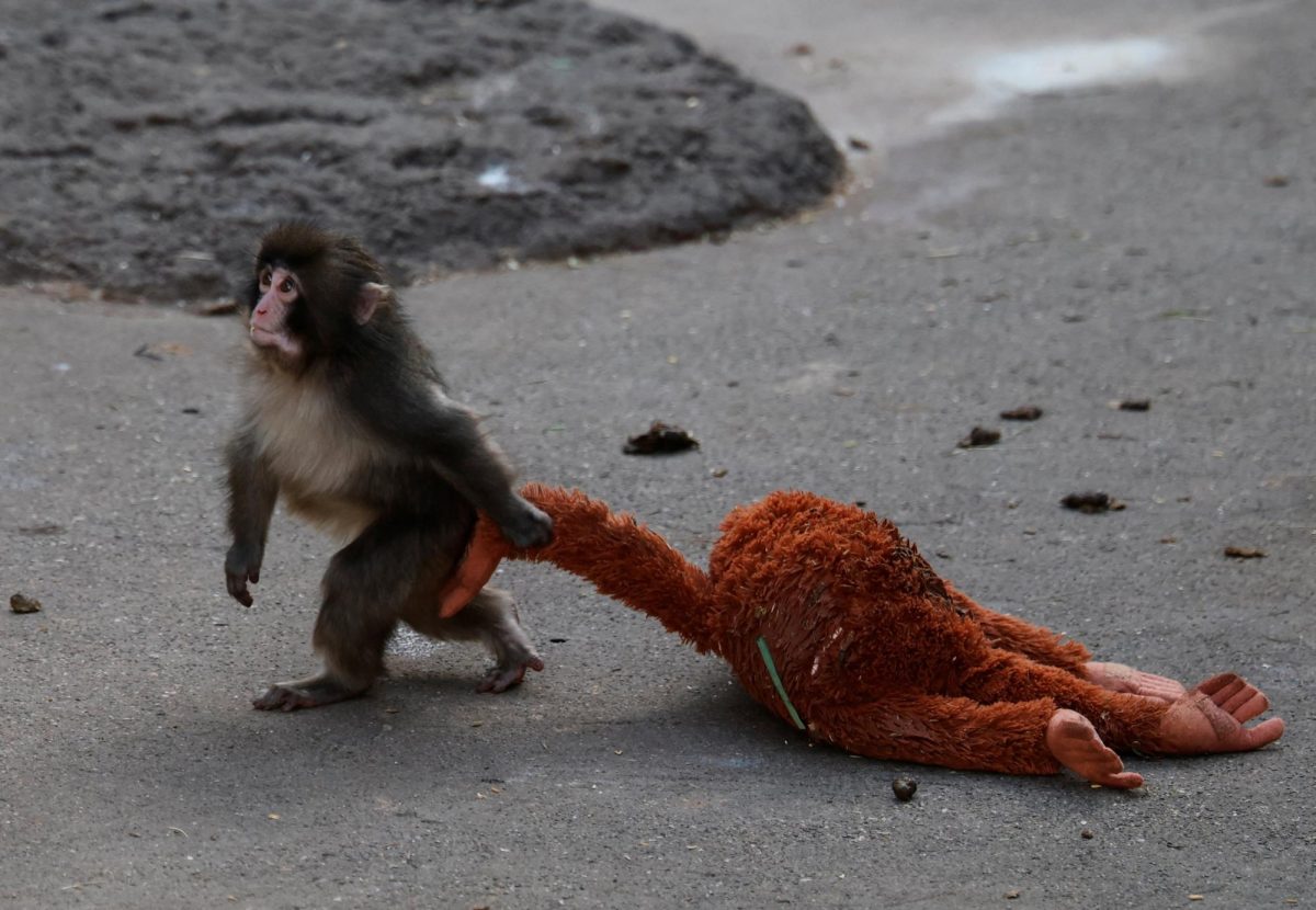 A baby Japanese macaque named Punch drags a stuffed orangutan at Ichikawa City Zoo, in Ichikawa, Chiba Prefecture, Japan, February 19, 2026. REUTERS/Kim Kyung-Hoon