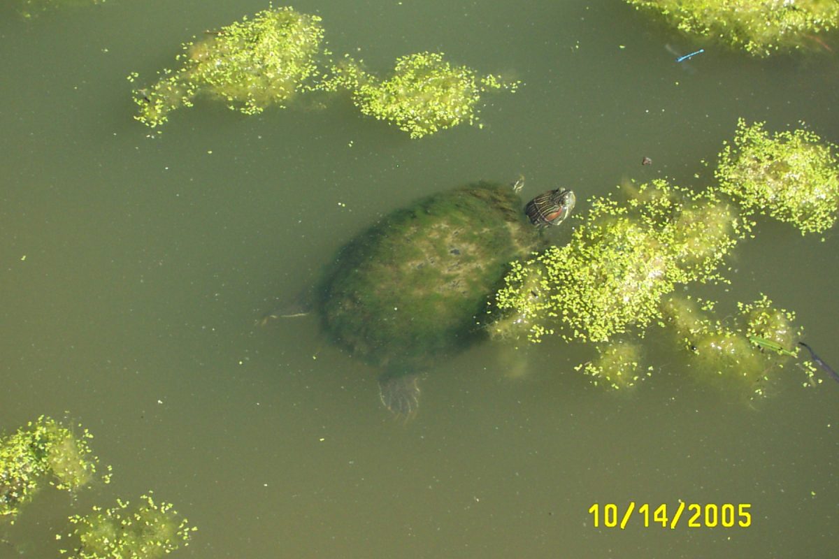 Where did the turtles go during the winter?